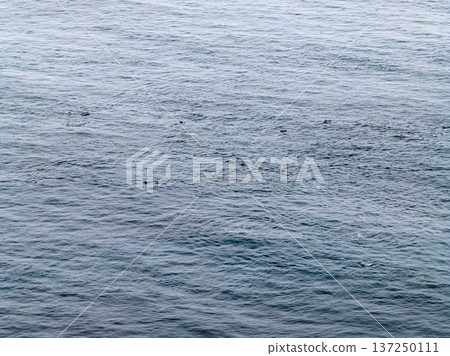 Aerial view of common dolphins feeding above huge dragnet in Donegal Bay, Ireland Aerial view of common dolphins feeding above huge dragnet in Donegal Bay, Ireland 137250111