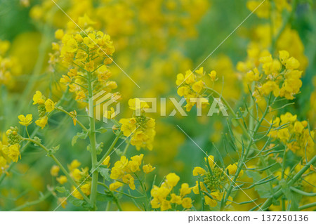 Close-up of rape blossoms in soft light Close-up of rape blossoms in soft light 137250136