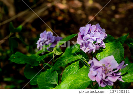 Rainy sunny hydrangea Rainy sunny hydrangea 137250311