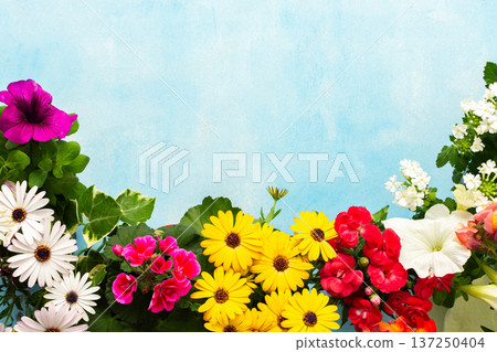 Colorful spring flowers fill a charming balcony, creating a lively atmosphere. The mix of petals and greenery enhances the outdoor space, perfect for enjoying the season 137250404