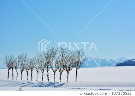 越後三山的冬季風景與雪原中的哈佐樹 137250521