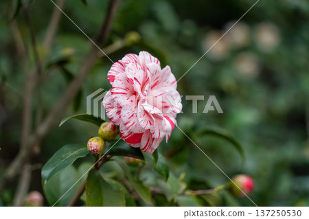紅花 紅花 137250530