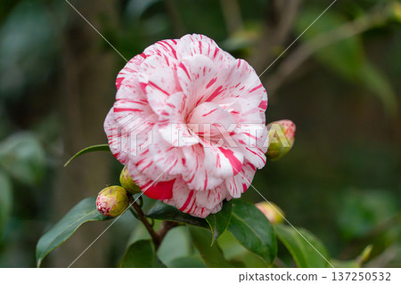 Red flower	 137250532