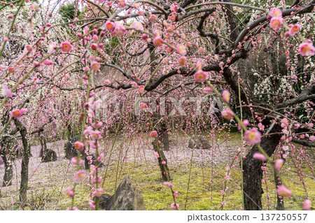垂枝梅花盛開,預示著春天的到來 垂枝梅花盛開,預示著春天的到來 137250557