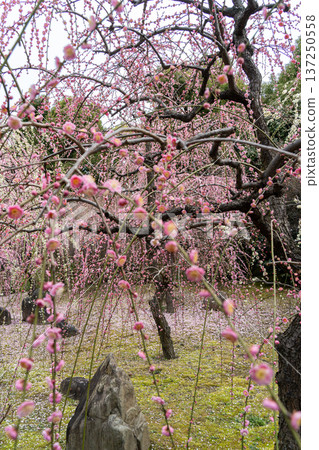 垂枝梅花盛開,預示著春天的到來 垂枝梅花盛開,預示著春天的到來 137250558