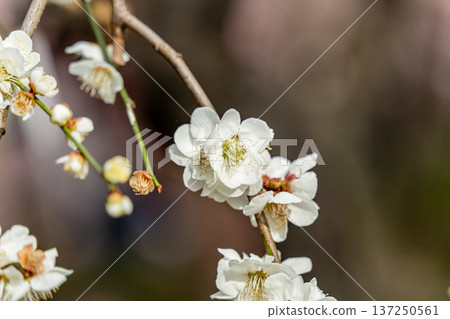 Weeping plum blossoms in full bloom signal the arrival of spring Weeping plum blossoms in full bloom signal the arrival of spring 137250561