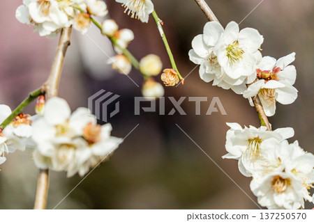 垂枝梅花盛開,預示著春天的到來 垂枝梅花盛開,預示著春天的到來 137250570