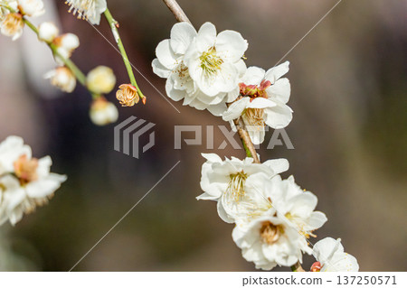 垂枝梅花盛開，預示著春天的到來 137250571