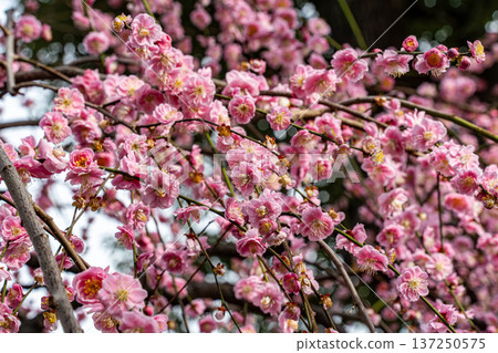 垂枝梅花盛開,預示著春天的到來 垂枝梅花盛開,預示著春天的到來 137250575