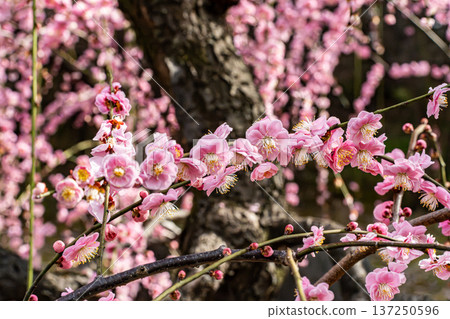 Weeping plum blossoms in full bloom signal the arrival of spring Weeping plum blossoms in full bloom signal the arrival of spring 137250596