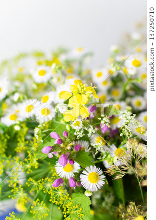 Bright wildflowers in various colors fill the scene, showcasing spring blossoms in a lively display. The mix of yellow, purple, and white petals creates a cheerful atmosphere Bright wildflowers in various colors fill the scene, showcasing spring blossoms in a lively display. The mix of yellow, purple, and white petals creates a cheerful atmosphere 137250710