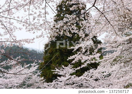 小野水壩公園是一個很受歡迎的風景名勝區。 小野水壩公園是一個很受歡迎的風景名勝區。 137250717