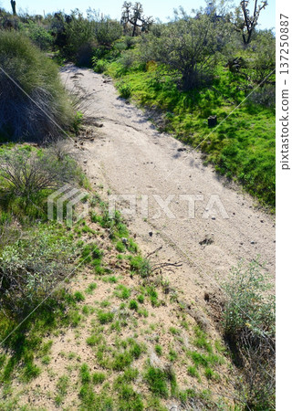 Arizona Desert Arroyo 137250887