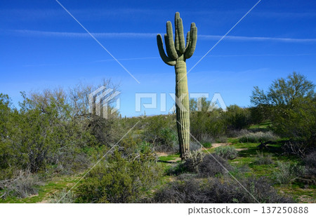 Old Saguaro Cactus Sonora desert Arizona Old Saguaro Cactus Sonora desert Arizona 137250888