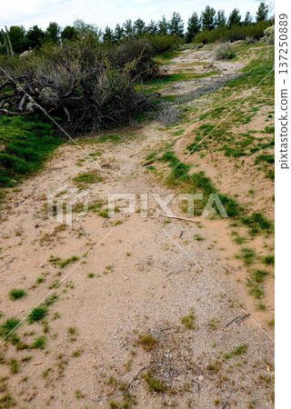 Arizona Desert Arroyo Arizona Desert Arroyo 137250889