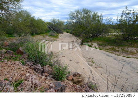 Arizona Desert Arroyo Arizona Desert Arroyo 137250890