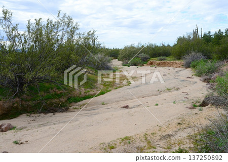Arizona Desert Arroyo Arizona Desert Arroyo 137250892