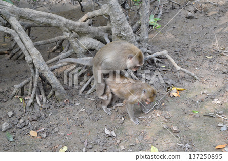 猴子交配 137250895