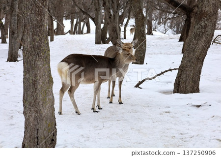 二月冬季北海道，冬季景色，世界自然遺產知床，從知床自然中心徒步前往芙蕾佩瀑布 137250906