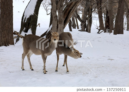 February winter Hokkaido, winter scenery, World Natural Heritage Shiretoko, trekking from the Shiretoko Nature Center to Furepe Falls 137250911