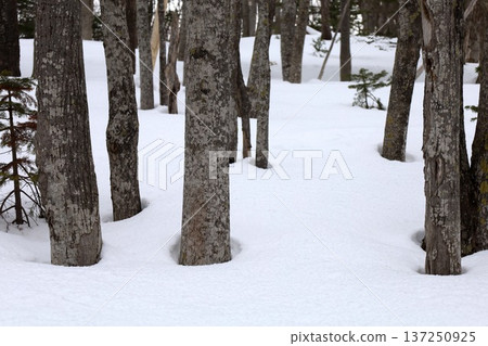 二月冬季北海道,冬季景色,世界自然遺產知床,從知床自然中心徒步前往芙蕾佩瀑布 二月冬季北海道,冬季景色,世界自然遺產知床,從知床自然中心徒步前往芙蕾佩瀑布 137250925