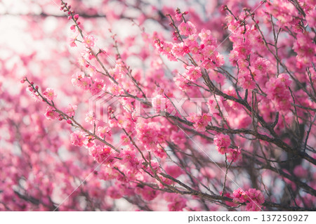 梅花告訴春天的到來 137250927