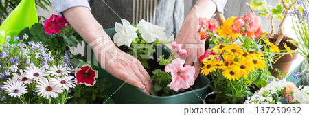 A man planting colorful petunias in pots, surrounded by lush greenery, capturing spring gardening and hobby vibes, spring decoration of a home balcony or terrace with flowers, banner 137250932