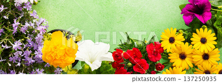A beautiful collection of spring flowers decorates a balcony or terrace, creating a lively and cheerful atmosphere. Various colors and types of flowers bring joy to the space., banner A beautiful collection of spring flowers decorates a balcony or terrace, creating a lively and cheerful atmosphere. Various colors and types of flowers bring joy to the space., banner 137250935