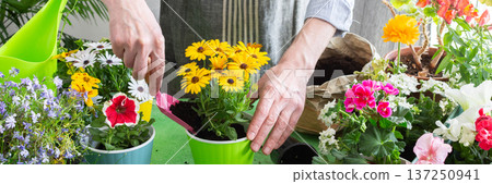 A gardener placing Osteospermum in pots with lush green background, perfect for home gardening and hobby lifestyle, spring terrace or balcony decorated with blooming flowers, banner A gardener placing Osteospermum in pots with lush green background, perfect for home gardening and hobby lifestyle, spring terrace or balcony decorated with blooming flowers, banner 137250941