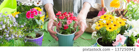 Vibrant spring balcony with a gardener planting carnation in pots, green foliage all around, soft sunlight illuminating the scene, reflecting home gardening, hobby care and nature enjoyment, banner 137250942