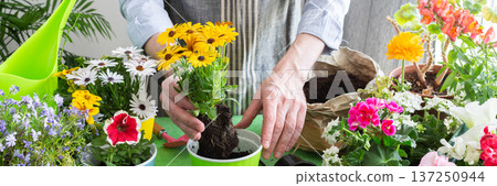 A gardener placing Osteospermum in pots with lush green background, perfect for home gardening and hobby lifestyle, spring terrace or balcony decorated with blooming flowers, banner A gardener placing Osteospermum in pots with lush green background, perfect for home gardening and hobby lifestyle, spring terrace or balcony decorated with blooming flowers, banner 137250944