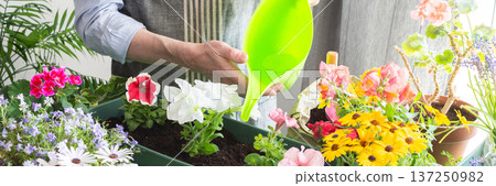 A man planting colorful petunias in pots and waters them, surrounded by lush greenery, capturing spring gardening and hobby vibes, spring decoration of a home balcony or terrace with flowers, banner 137250982