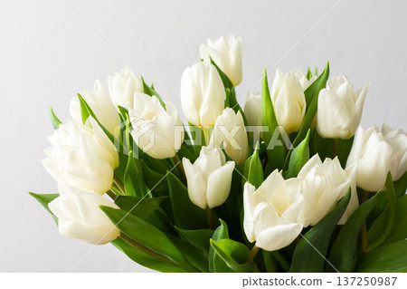 Close-up of a beautiful spring bouquet with white tulips, showcasing the delicate petals and vibrant freshness, perfect for nature-inspired decor 137250987