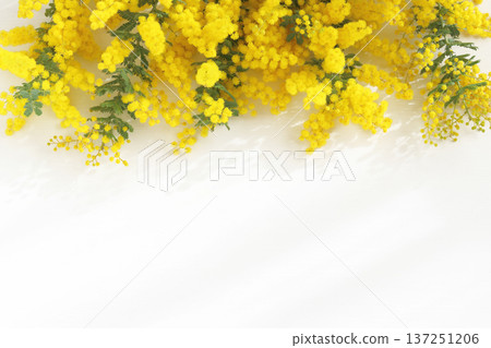 含羞草花相框 137251206