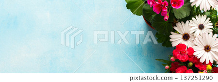 Colorful spring flowers decorate a home balcony, creating a vibrant atmosphere. This scene showcases various blooms against a bright blue background, enhancing the outdoor space charm, banner 137251290
