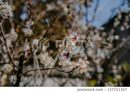 京都莊山日庭景觀 京都莊山日庭景觀 137251307