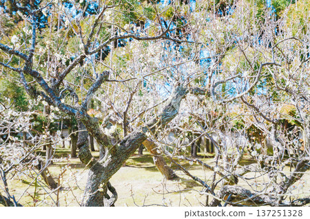 京都莊山日庭景觀 京都莊山日庭景觀 137251328