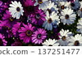 Pink and White Gerbera Daisies growing in a garden. Gerbera viridifolia 137251477