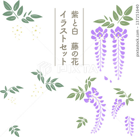 Wisteria flower simple illustration set (purple and white) | Spring Japanese-style vector material Wisteria flower simple illustration set (purple and white) | Spring Japanese-style vector material 137251640