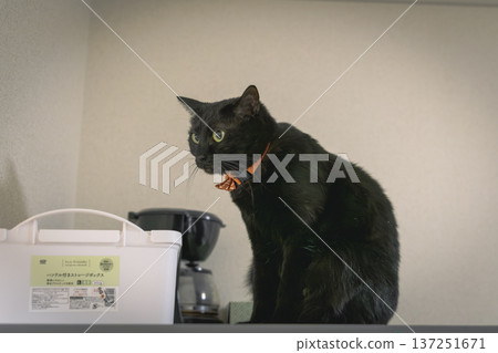 Black cat Black cat 137251671