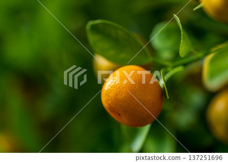 Citrus temptation: Delicious fruits on the tree Citrus temptation: Delicious fruits on the tree 137251696