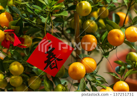 Orange potted plant decorations to celebrate the Lunar New Year Orange potted plant decorations to celebrate the Lunar New Year 137251731