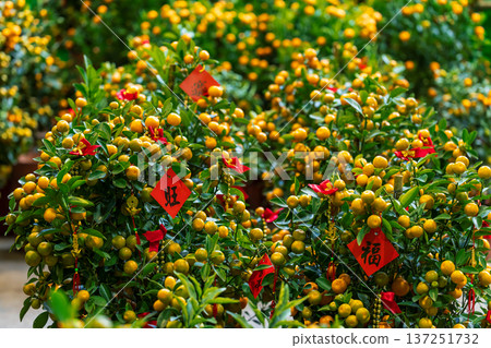 Orange potted plant decorations to celebrate the Lunar New Year Orange potted plant decorations to celebrate the Lunar New Year 137251732