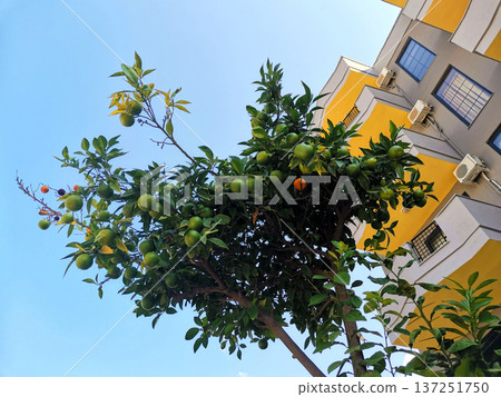 Bottom up view of tree crown with oranges Bottom up view of tree crown with oranges 137251750