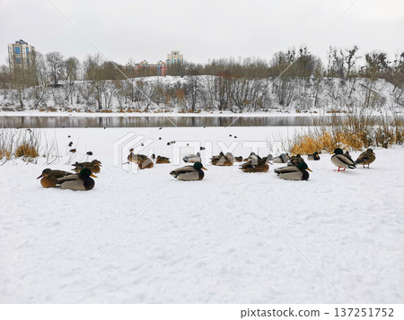 Ducks sit on the snow on city river. Ducks sit on the snow on city river. 137251752