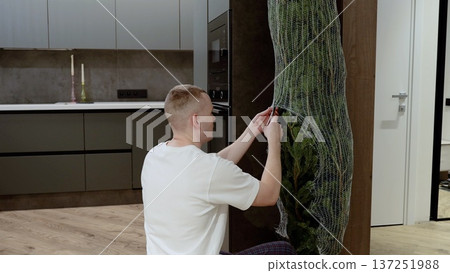Male homeowner unpacking festive christmas tree in contemporary kitchen, carefully positioning decorative elements while creating cozy holiday ambiance Male homeowner unpacking festive christmas tree in contemporary kitchen, carefully positioning decorative elements while creating cozy holiday ambiance 137251988