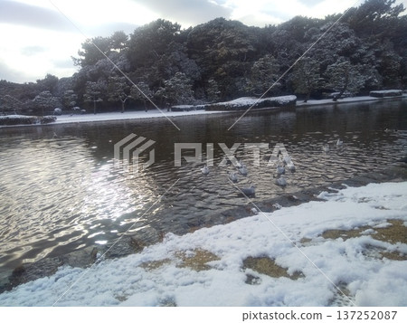 A migratory bird, a black-headed gull, came to the pond on the beach of Inage Seaside Park. 137252087