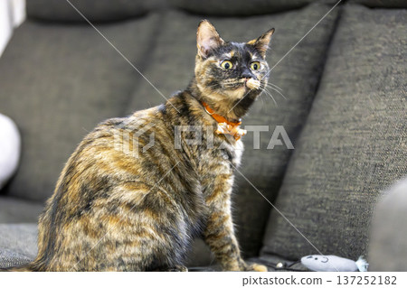 薩比貓 薩比貓 137252182