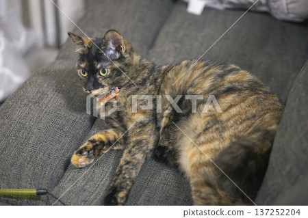Sabi cat 137252204