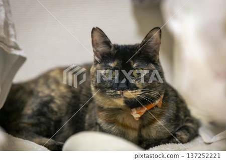Sabi cat Sabi cat 137252221